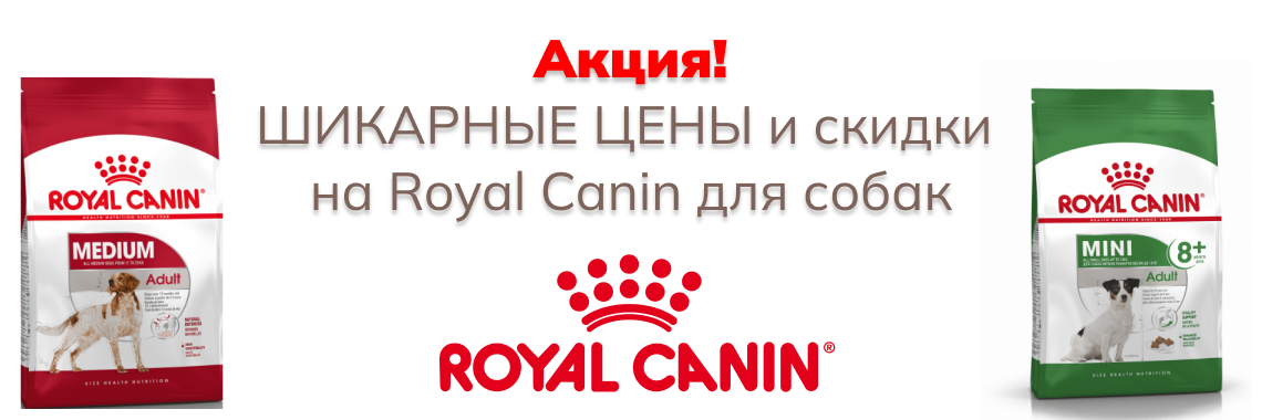 Роял собаки октябрь